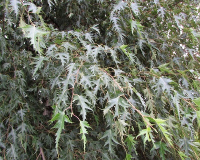 Береза бородавчатая "Криспа"