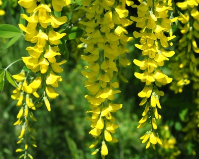 Карагана древовидная "Пендула" (штамбовая форма)