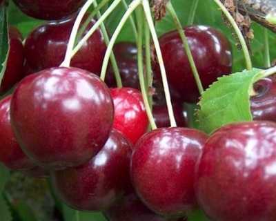 Вишня "Гриот Белорусский"