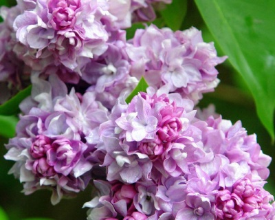 Сирень обыкновенная "Катерина Хавемейер" (штамбовая форма)