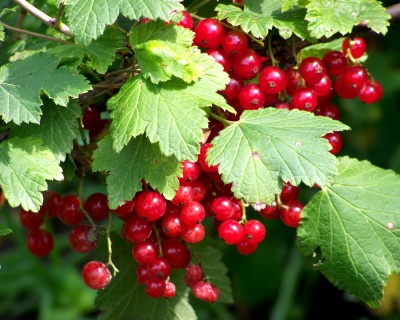 Смородина "Версальская"