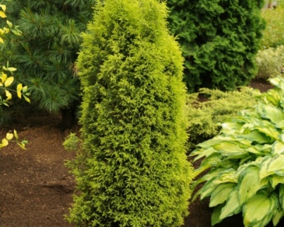 Можжевельник обыкновенный "Голд Кон"