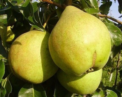 Груша колоновидная "Санреми"