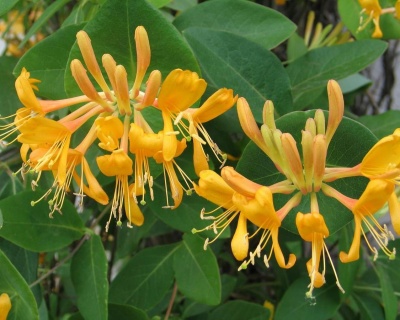 Жимолость "Тельмана"(P-9)