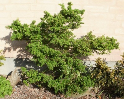 Лиственница Европейская "Литл Богл"