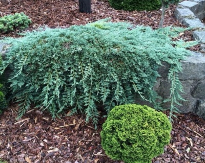 Можжевельник горизонтальный "Айс Блю"