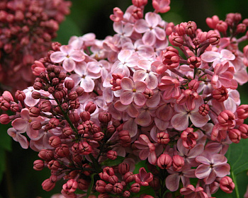 Сирень "Мулатка"