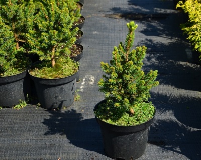 Ель обыкновенная "Вилс Цверг"