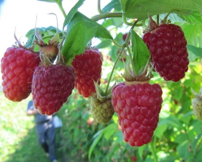 Малина "Геракл"