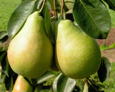 Груша "Лагодная"