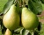 Груша "Лагодная"