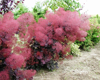 Скумпия "Фоллис Пурпуреус" (Follis purpureis)