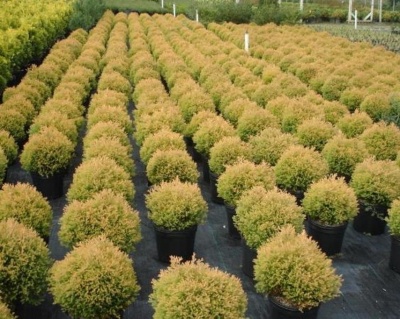 Туя западная "Рейнголд"