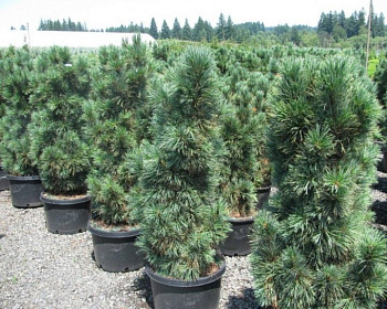 Сосна кедровая европейская "Глаука"