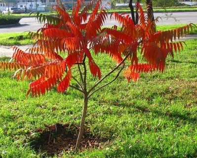 Сумах Уксусный