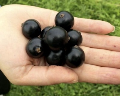 Смородина "Добрыня"