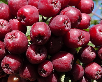 Рябина "Гранатная"