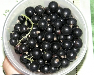 Смородина "Селеченская-2"