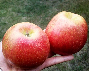 Яблоня "Хоней (Хани) Крисп" 