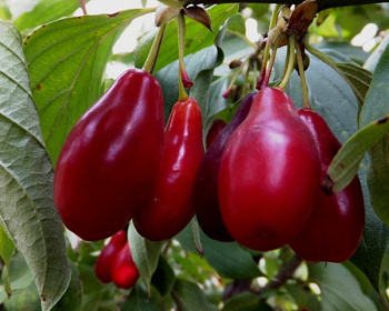 Кизил "Светлячок"