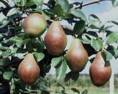 Груша "Ника"