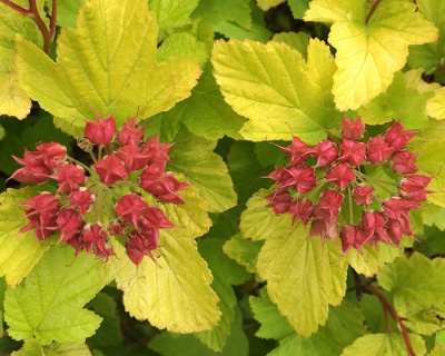 Пузыреплодник "Дартс Голд" (Dart’s Gold)