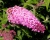 Буддлея Давида "Пинк Делайт" (PinkDelight)