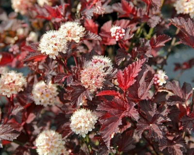 Пузыреплодник "Ред Барон" (Red Baron)