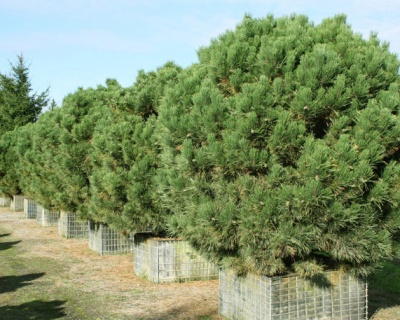 Сосна черная "Глобоза"