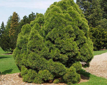 Сосна обыкновенная "Глобоза Виридиз"