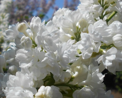 Сирень "Мисс Элен Вилмот"