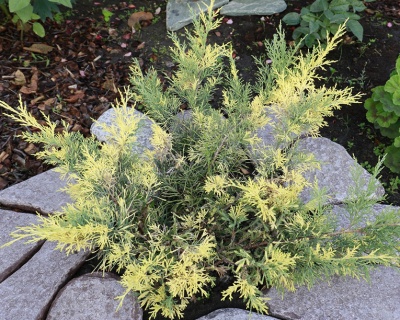 Можжевельник средний "Блю энд Голд"