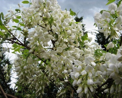 Глициния обильноцветущая "Широ-нода"