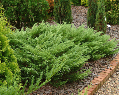 Можжевельник казацкий "Рокери Джем"