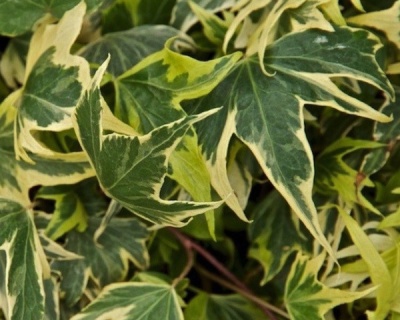 Плющ обыкновенный "Еллоу Рипл"(Р-9)