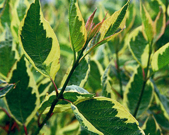 Дерен белый "Крим Крекер" (Cream Cracker)