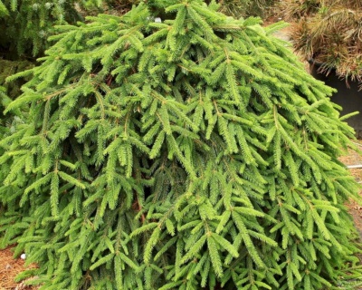 Ель обыкновенная "Форманек"
