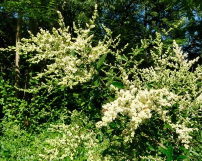 Бирючина обыкновенная "Квихоу"