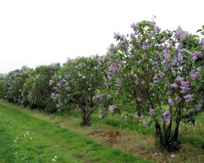 Сирень "Катерина Хавемейер"