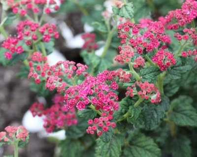 Спирея японская "Булата"