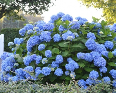 Гортензия крупнолистная "Эвер Блю" (Ever Blue)