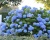 Гортензия крупнолистная "Эвер Блю" (Ever Blue)