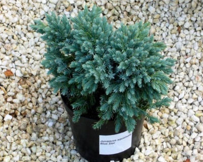 Можжевельник Чешуйчатый "Блю Стар"