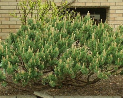 Сосна горная "Хампи"