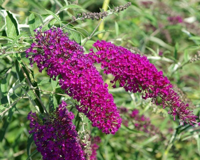 Буддлея Давида "Нано Перпл" (Nanho Purple)