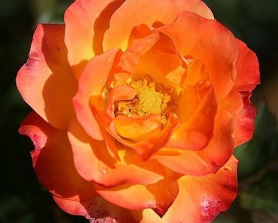 Роза Флорибунда «Румба» 