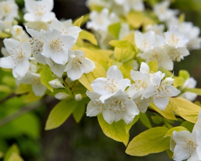 Чубушник "Ауреус"