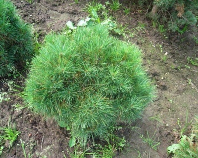 Сосна обыкновенная "Глобоза Виридиз"