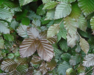 Бук лесной Атропуницеа