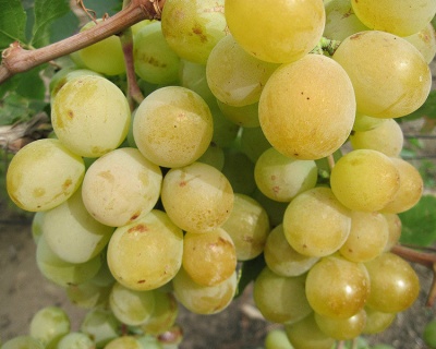 Виноград "Талисман"
